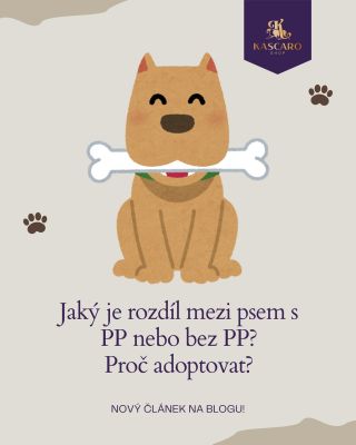 🐾 Přemýšlíte o psovi? S PP, bez PP, nebo raději adopce? Každá volba má svá pro a proti. ❤️ 👉 Mrkněte na nový článek a...
